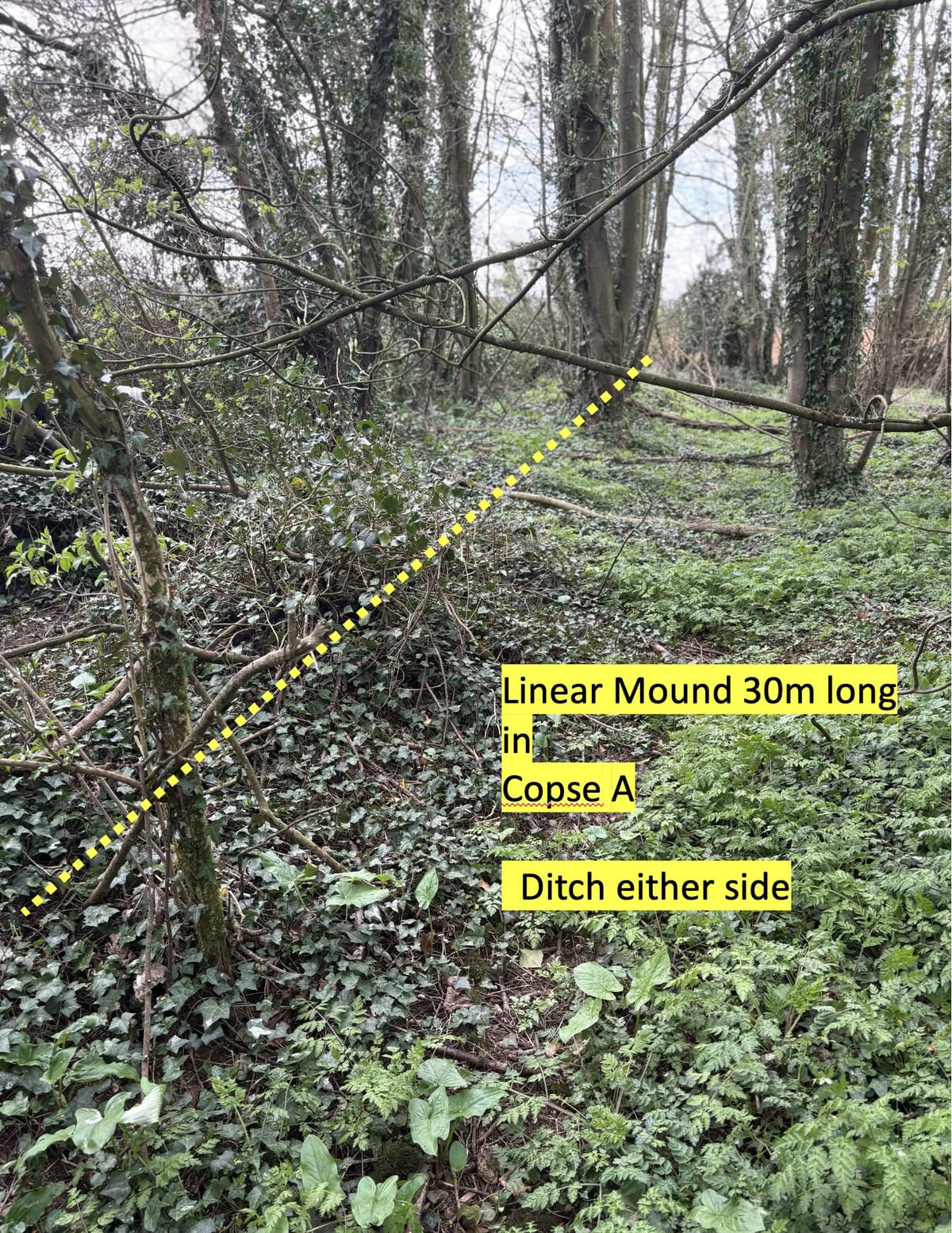 Uncovering Ancient Secrets: Possible Neolithic Barrows on the Sherborne-Clapton Boundary