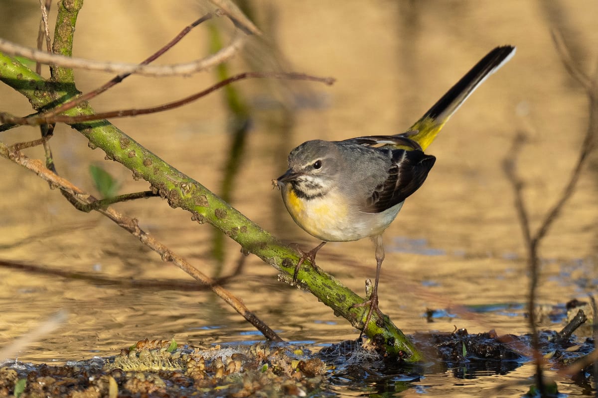 Seven Sherborne Warblers and a Wagtail