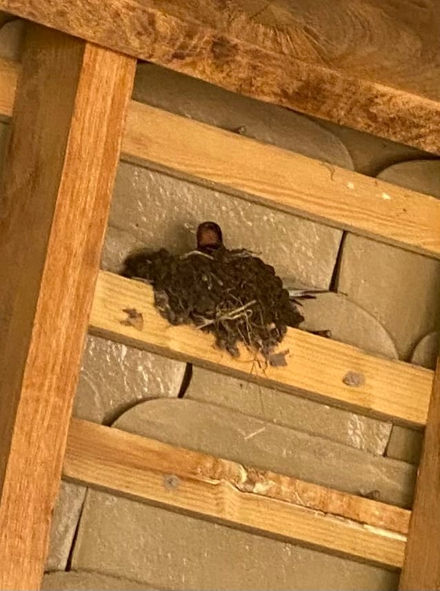 Sherborne Brook wildlife update