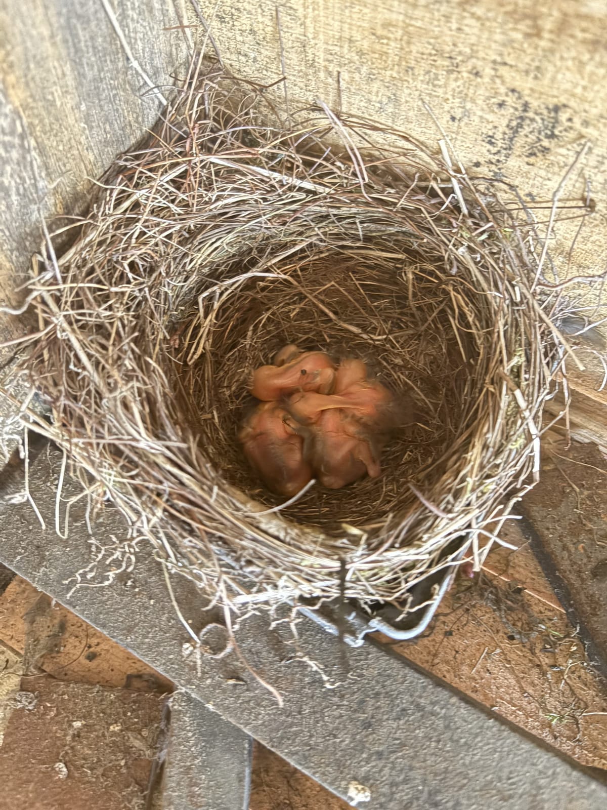 Sherborne Observations