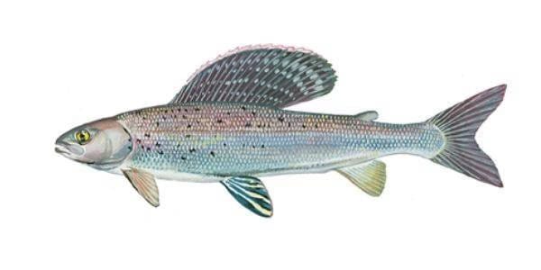 Grayling released onto the Sherborne Brook