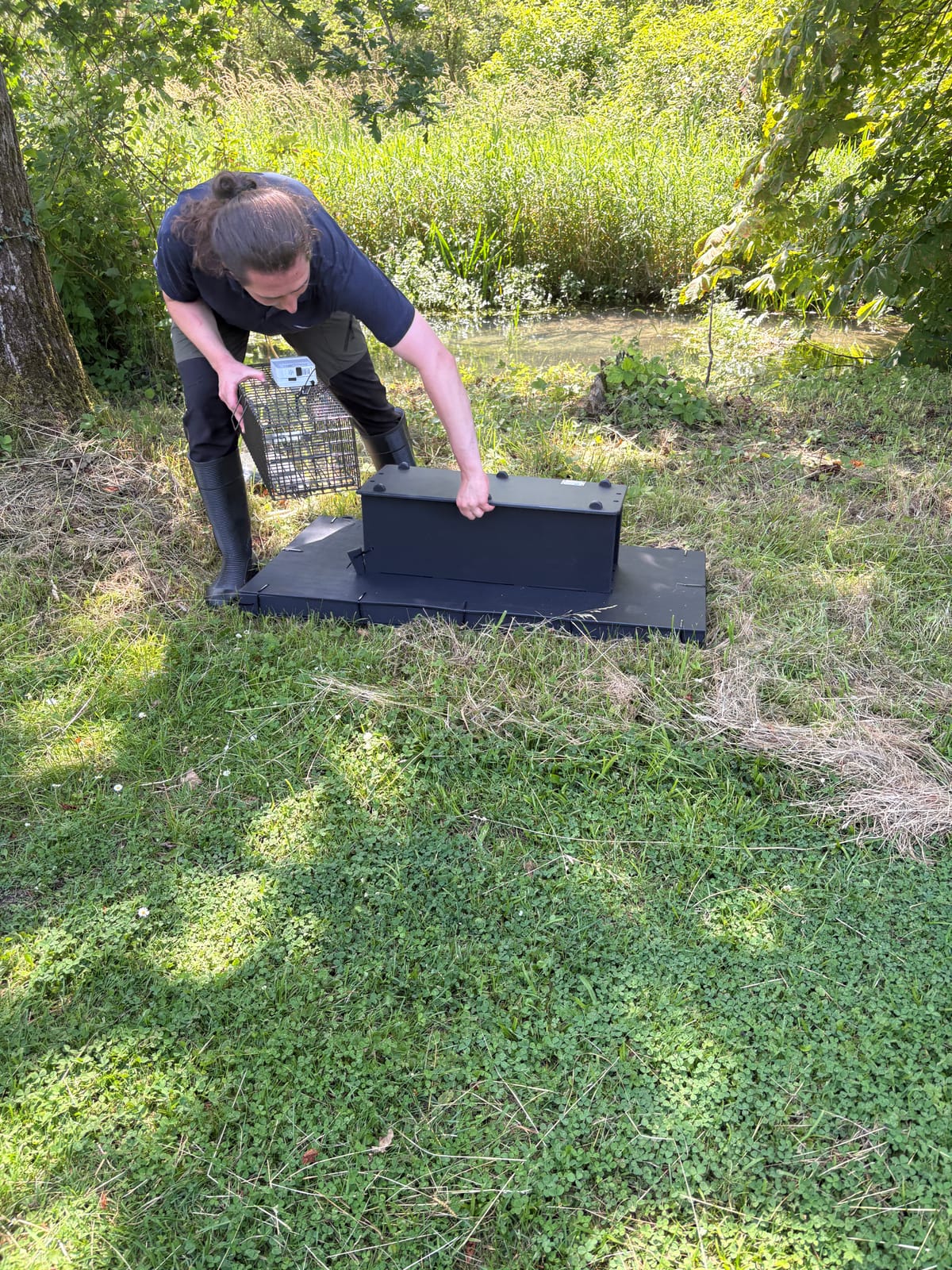 Removing Mink  from the Sherborne Brook