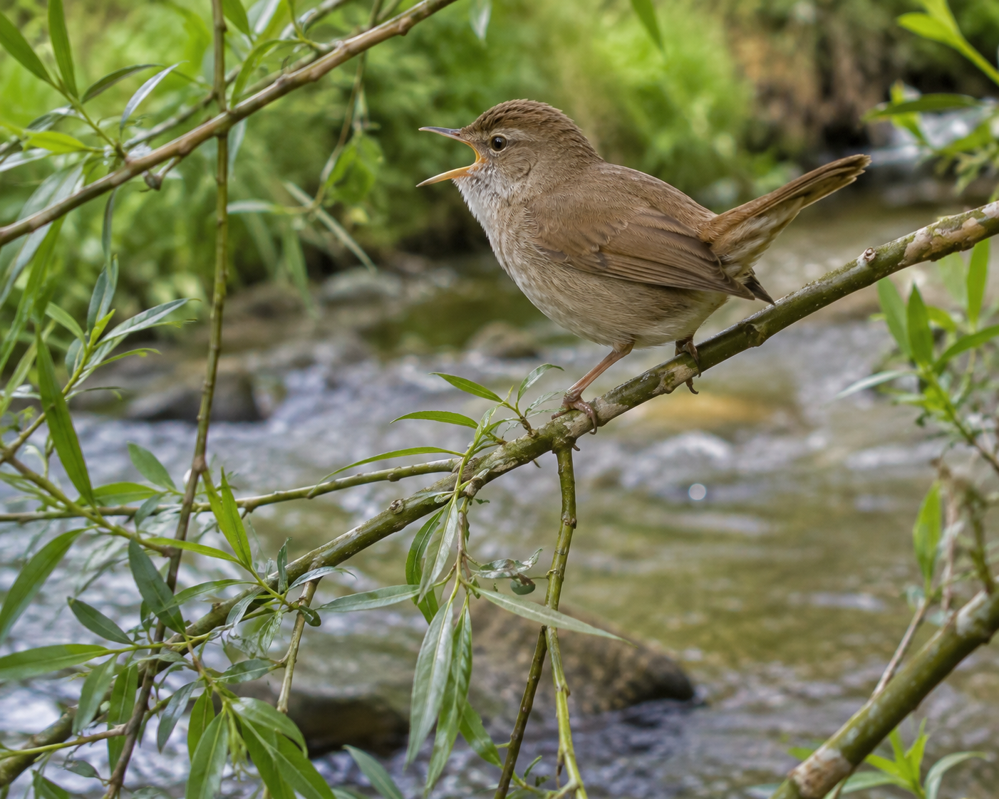 Sherborne Nature update