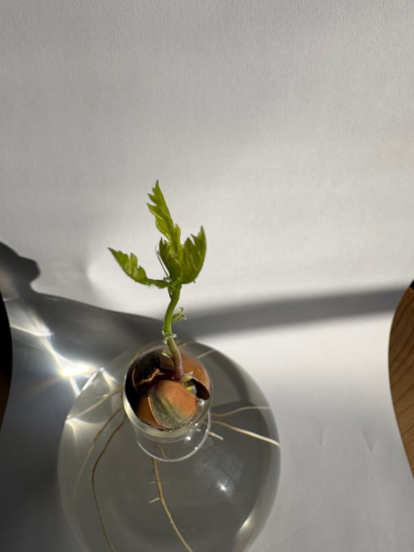 Sherborne's Ancestor Oaks - Update