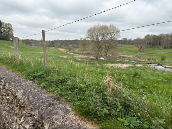 Swans and Doors in Sherborne