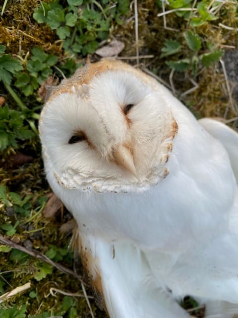 Life and Death on the Sherborne Brook