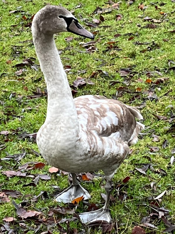 New Sherborne Swans and Secretarial Script