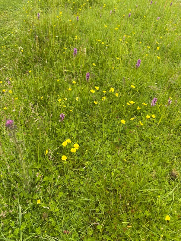 Making meadows in Sherborne.