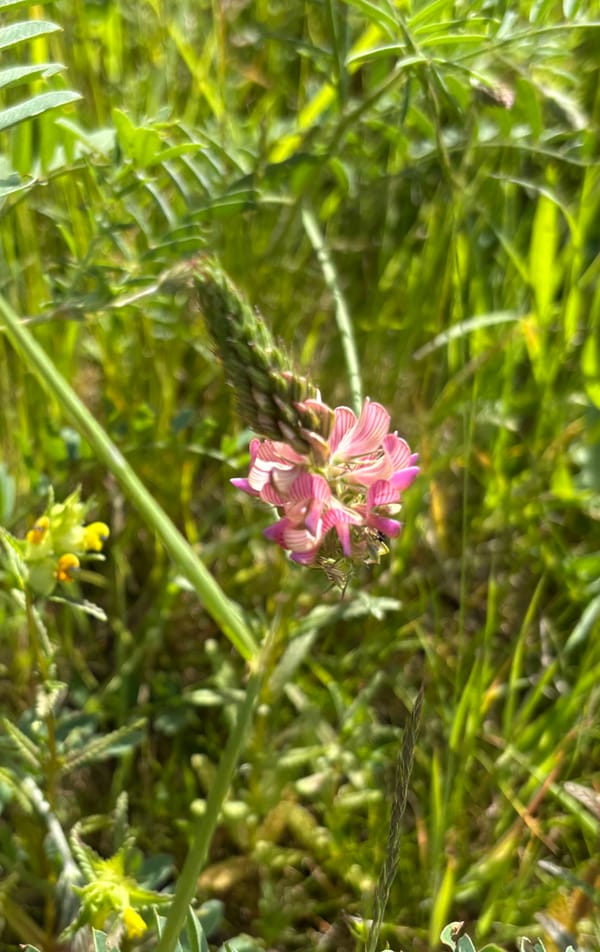 Sherborne Nature Catch-up