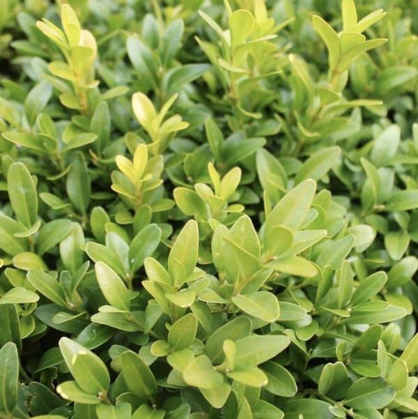 The Slightly Spooky Story of Sherborne’s Box Bushes.