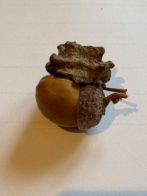 Oak Wasp - The Gall!