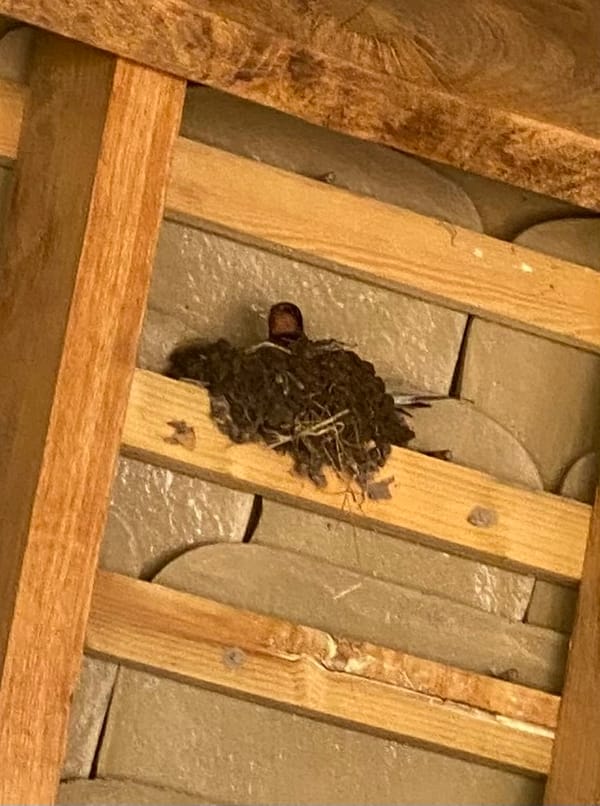 Sherborne Brook wildlife update