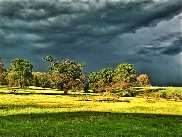 Sherborne's Ancestor Oaks to be planted.