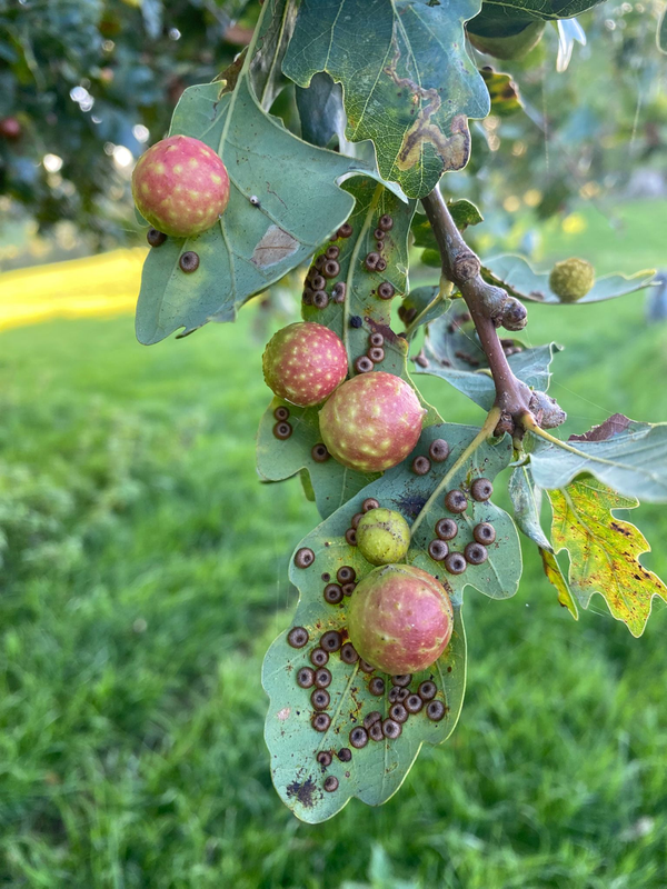 Sherborne Planning Issues and more Galls