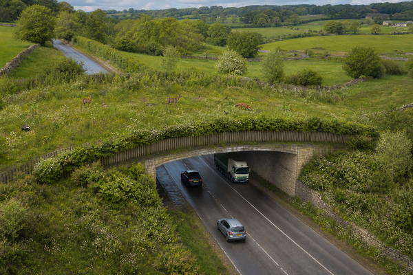 A Bridge over Troubled Tarmac? A wildlife crossing on the A40 at Sherborne