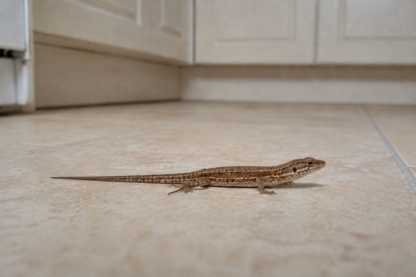 Sherborne Lizard.