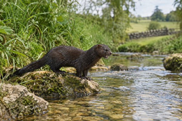 Mink trapped in Sherborne